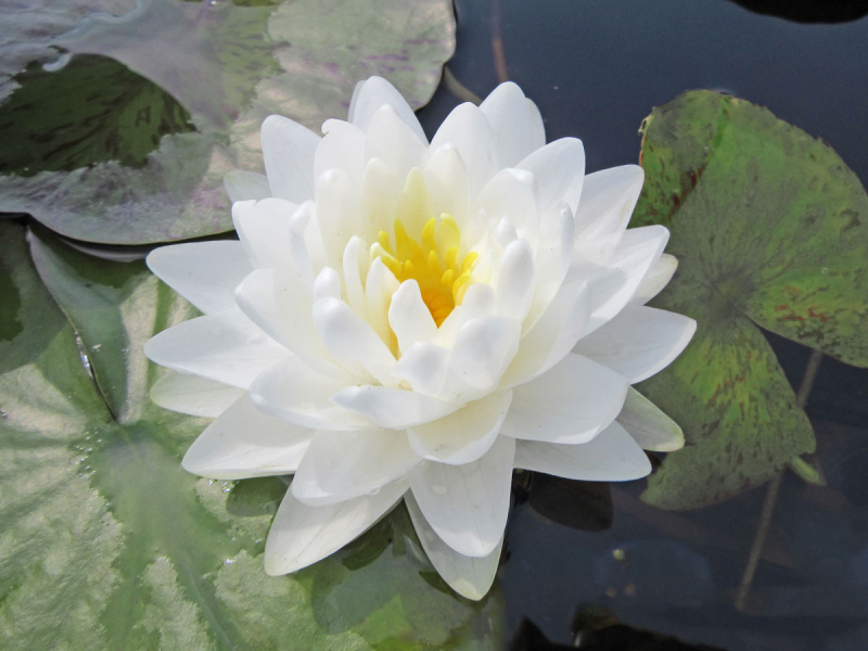 Preview: Gladstoniana - winterharte Tiefwasser-Seerose